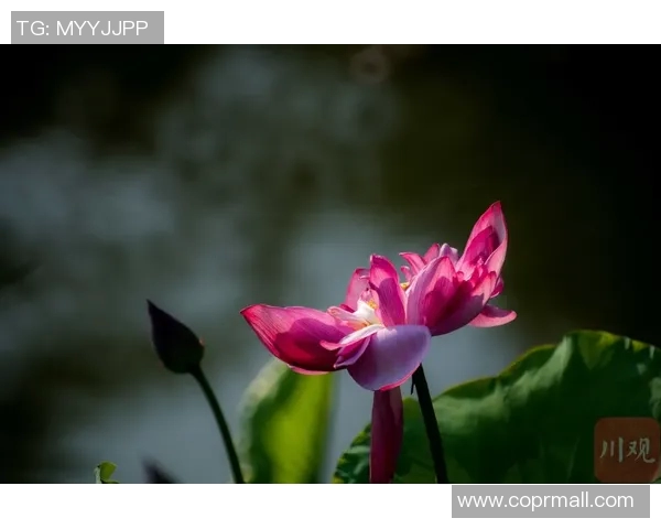 成都滑板队进攻策略解析与滑板文化的深度融合探讨 成都滑板队进攻策略解析与滑板文化的深度融合探讨